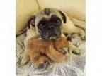 Adopt Moye a Pug
