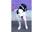 Adopt SMITTY a Black - with White Border Collie  Mixed dog in Sa