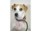 Adopt Hope a Jack Russell Terrier