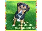 Adopt Raisin a Beagle Basset Hound