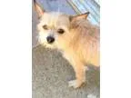 Adopt Nellie a White - with Tan Yellow or Fawn Brussels Griffon 