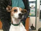 Adopt BEBE a Jack Russell Terrier  Whippet  Mixed dog in Murray 