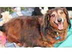 Adopt Hershey4 a Dachshund