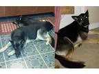 Adopt Major a Black - with Tan Yellow or Fawn German Shepherd Do