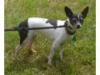 Toro Weed Eater 