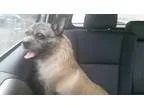 Adopt Maggie in New England a Pug  Terrier (Unknown Type