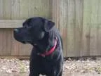Adopt Brinkley a Rottweiler