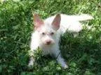 Adopt Winnie a West Highland White Terrier Westie Poodle