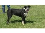Adopt ALLIE a Black - with White Border Collie  Mixed dog in Cam