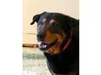 Adopt Frankfurt a Black - with Brown Red Golden Orange or Chestn