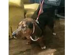 Adopt Sugar a Basset Hound  Mixed dog in Chantilly VA (15359858)