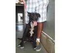 Adopt SCOUT - I am a Happy Pup a Black - with White Pit Bull Ter