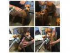Adopt Louie a Miniature Pinscher