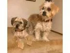 Adopt Ichigo and Noodle a Lhasa Apso
