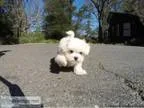 Awesome Female Maltese