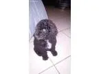 Adopt Patty a Tricolor (TanBrown and Black and White) Jack Russe