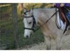 Pony Finals Prospect Silver Buckskin Very Fancy Welsh Show Hunte
