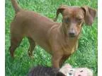 Adopt Baby a Dachshund