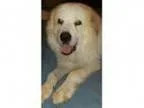 Adopt Bogart a Great Pyrenees