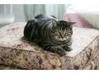 Adopt Xavier a Tabby - Brown Domestic Short Hair