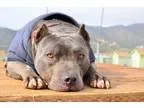 Adopt Mojito a GrayBlueSilverSal t and Pepper American Pit Bull 