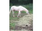 Adopt PATCH a PaintPinto  Mixed horse in Chicopee MA (15221817)