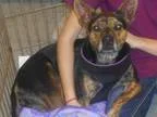 Adopt Monna-150.00 a Australian Cattle Dog (Blue Heeler) Austral