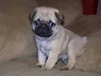 Kansd Pug Puppies