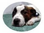 Adopt Rocky a Pit Bull Terrier