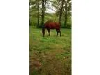 Rescue thoroughbred looking for a new home