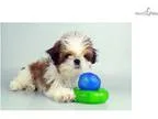 Bear - WWW.VALUEPUP.COM (Q032487VAL)