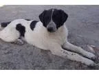 Adopt Teddy - Iran Pup a Border Collie Labrador Retriever