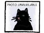 Adopt Prince a Dutch