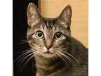 Adopt Shebe a Gray or Blue Domestic Shorthair  Mixed cat in Morg