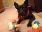 Adopt Grey a Cattle Dog Australian Kelpie