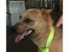 Adopt Rowdy a Cattle Dog