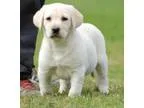 Straight breed Labrador Retriever pups