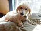 Adopt TONY a White Poodle (Miniature)  Mixed dog in Millerstown 
