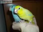 Baby Handfed Blue and Green Parrotlets