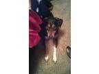 Adopt Bandit a Australian Shepherd