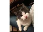 Adopt Pixie a Gray or Blue (Mostly) Domestic Shorthair  Mixed (s