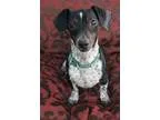 Adopt Fraedo a Dachshund