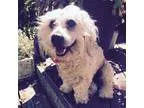 Adopt Taralli a Lhasa Apso Poodle