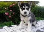 Egerton Blue-eye siberian husky Puppies-400