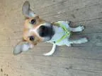 Adopt Echo a RedGoldenOrangeCh estnut - with White Pointer  Bord