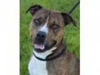 Adopt Rufus a Pit Bull Terrier
