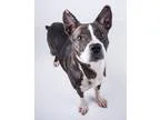 Adopt Anastasia a Australian Cattle Dog  Mixed dog in Decatur GA
