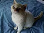 Adopt George a Cream or Ivory Siamese  Mixed (short coat) cat in