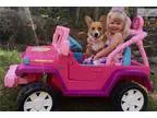 Welsh Corgi Pembroke Pups Central New York