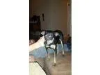 Adopt Joey a Manchester Terrier Miniature Pinscher